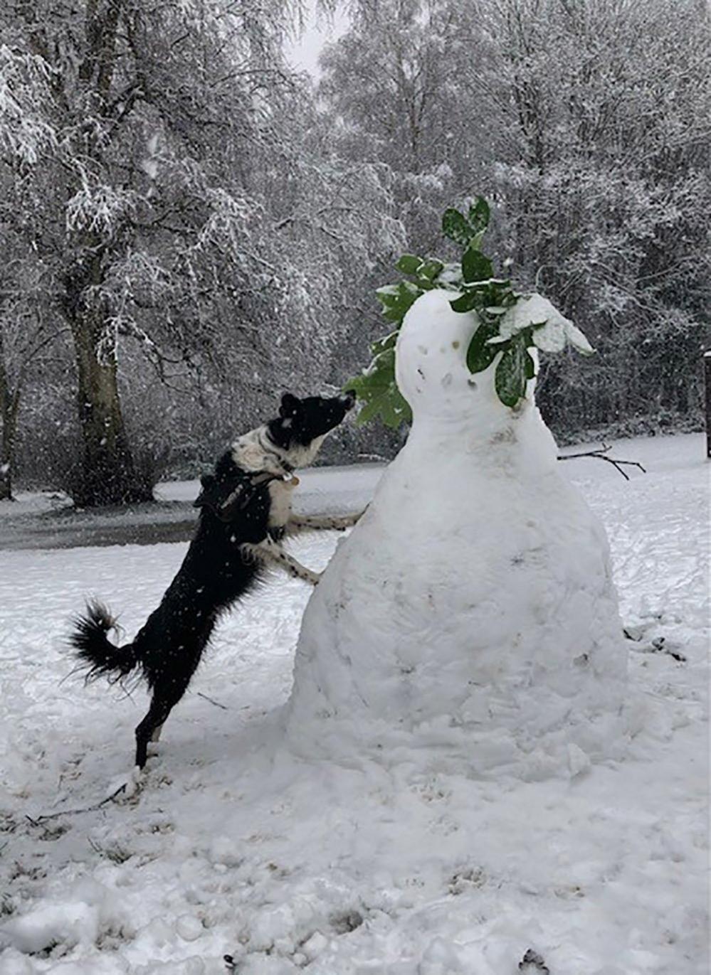 Dog and snowman