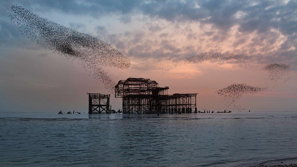 Brighton pier and a murmuration