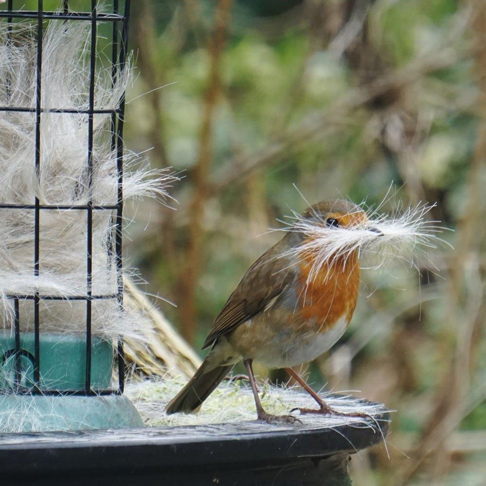 Robin, with hair in beak