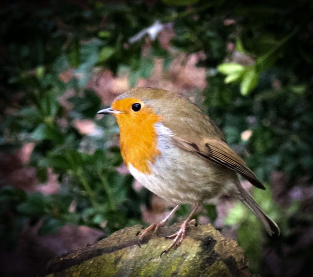 Robin