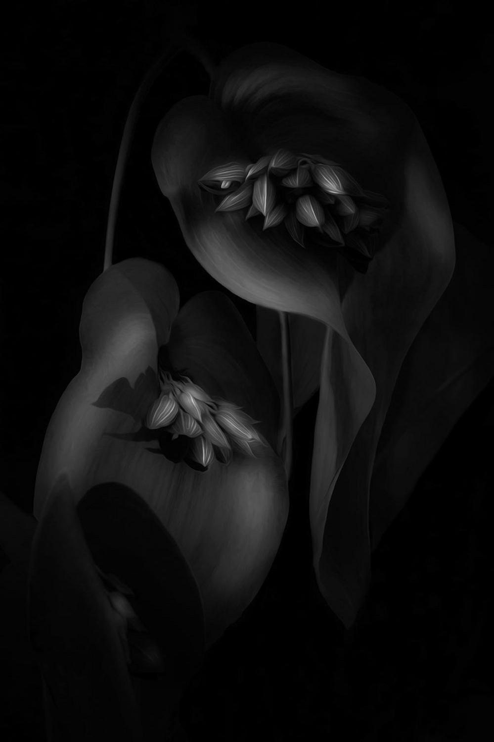 A close up image of an orchid flower