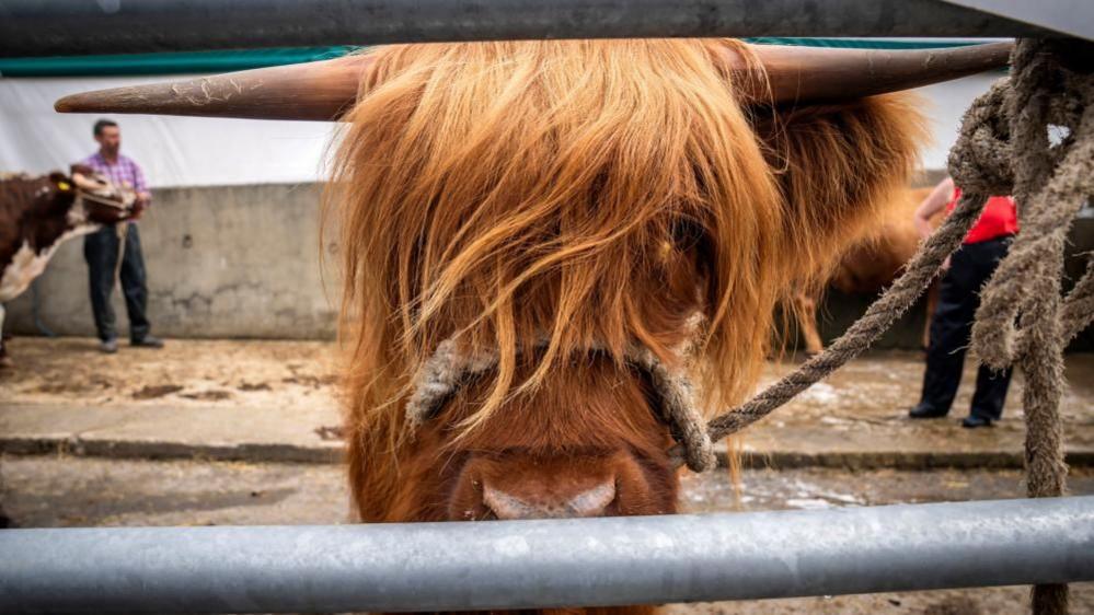 A close-up of a Highland Cow, looking out from behind a metal gate, wearing a rope headcollar. In the background, a brown and white cow can be seen being led by a man in a checked purple shirt and blue jeans.