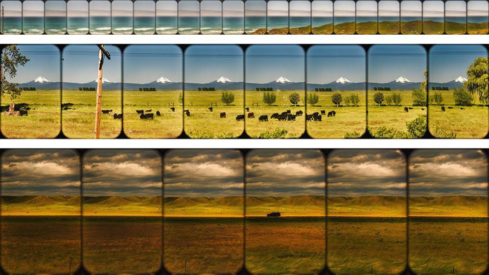 A panoramic image made up of different photographs showing field and cattle