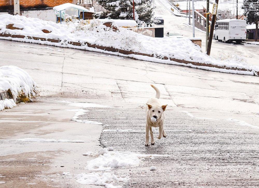 Dog with snowball in mouth