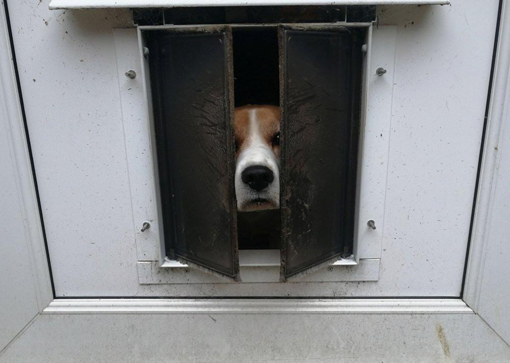 Dog looking through a hole in a door