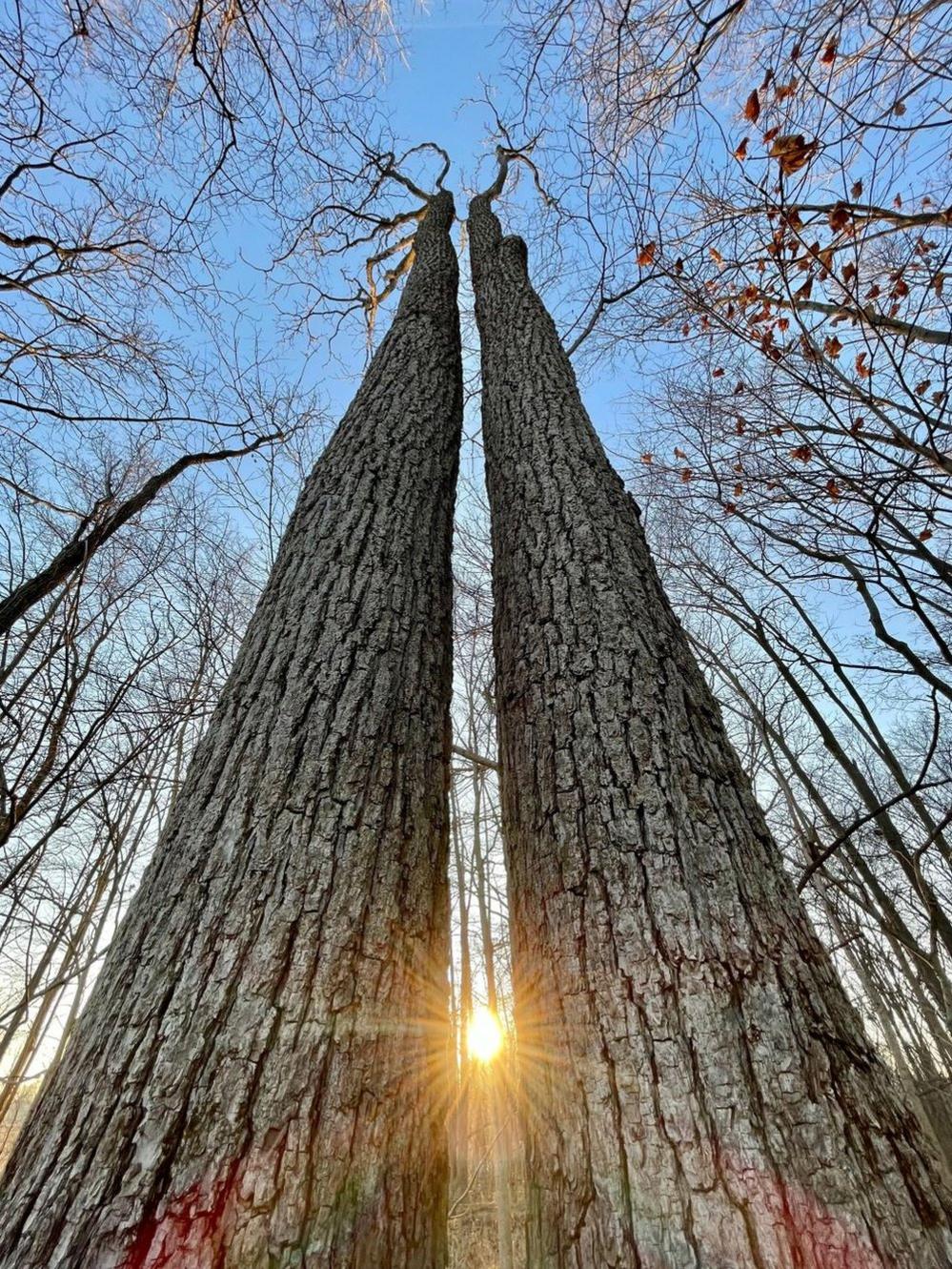 Two trees in Hancock County, Indiana