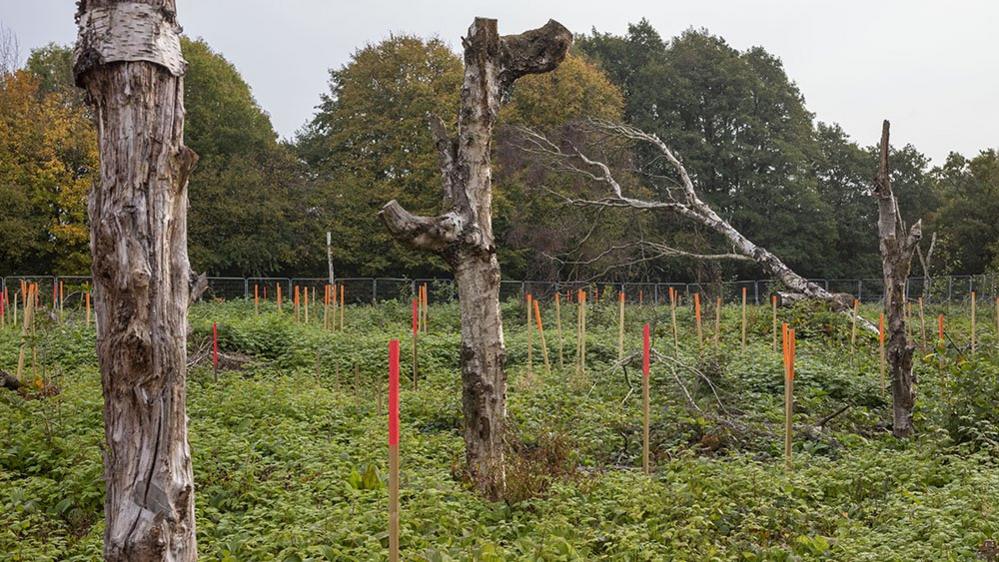 The new site with a deadwood monolith