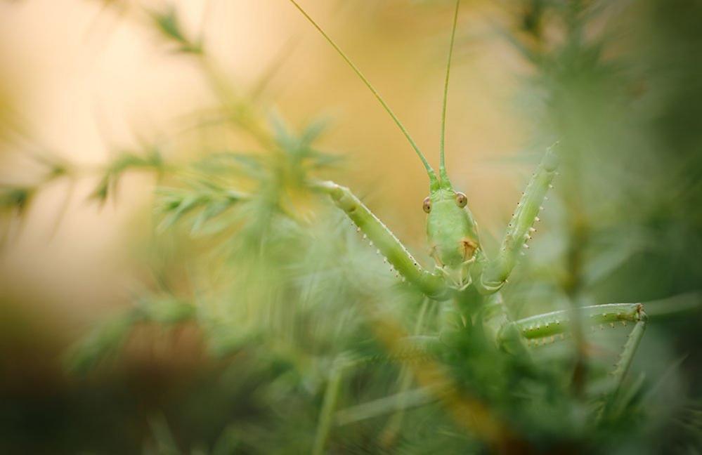 Low angle shot of a Saga hellenica