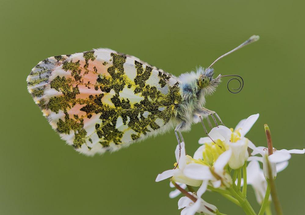 Orange Tip butterfly