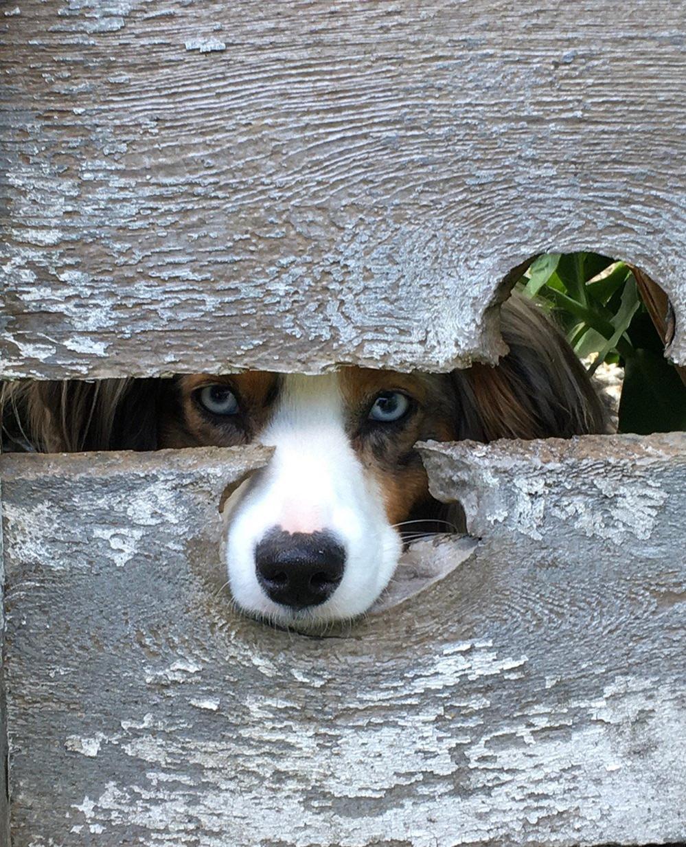 Dog looking through a gap in a fence