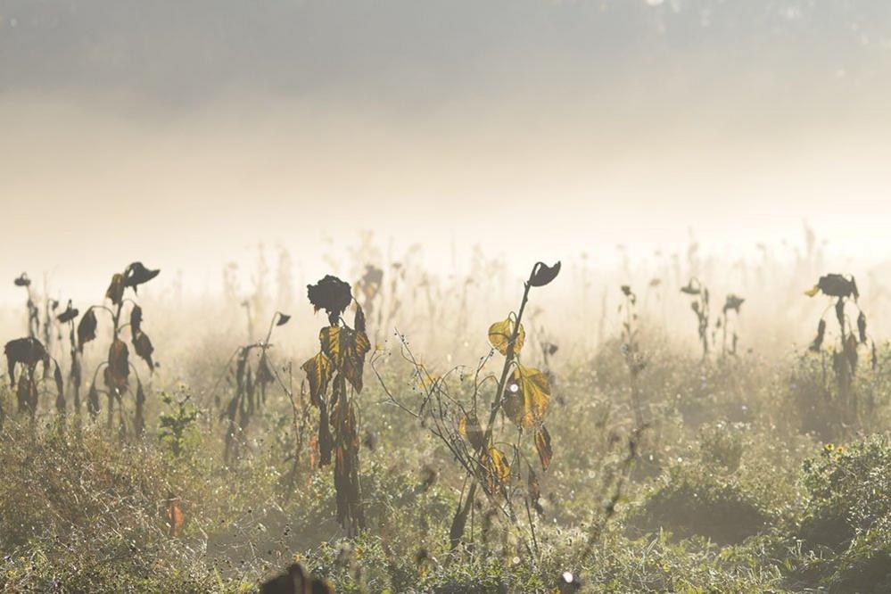 Fading sunflowers