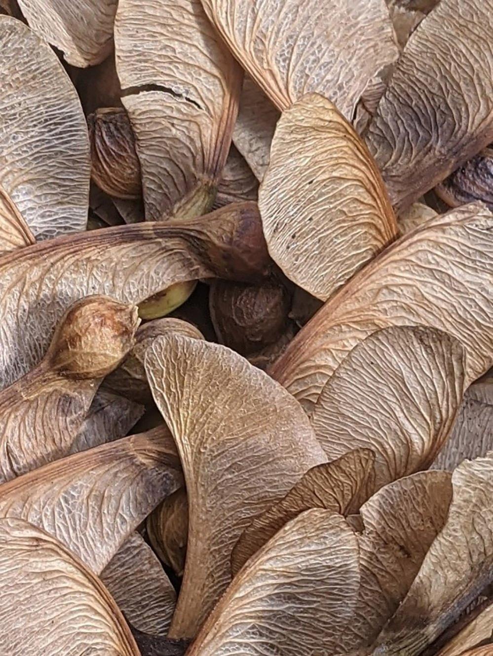 Sycamore seeds