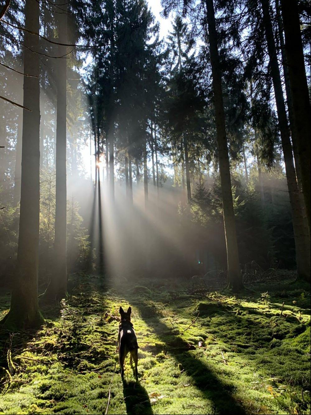 A dog in a forest