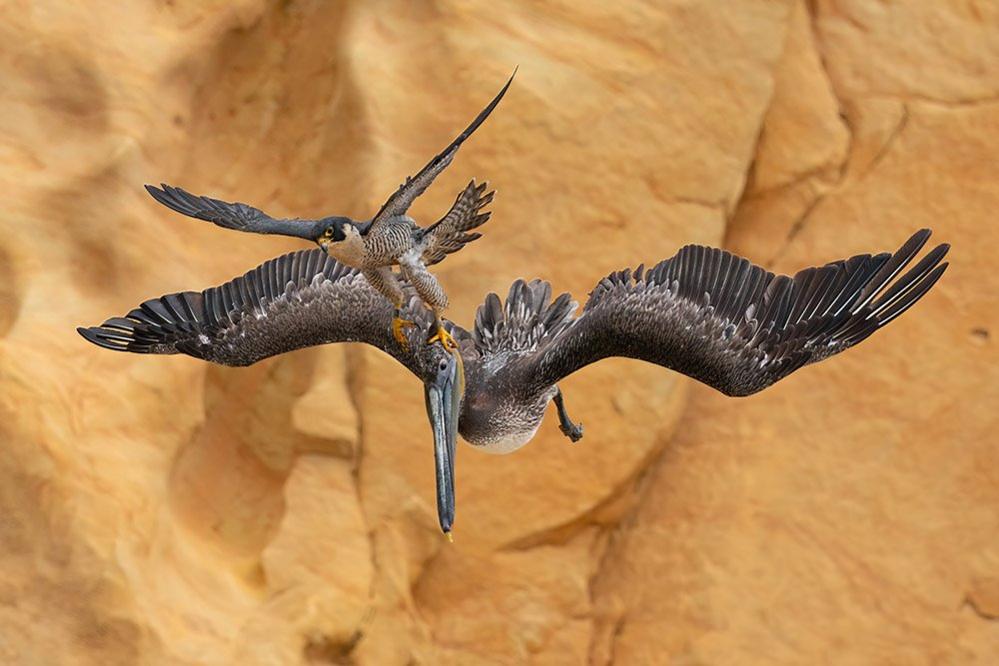 Peregrine Falcon Falco peregrinus and Brown Pelican Pelecanus occidentalis. Southern California, United States