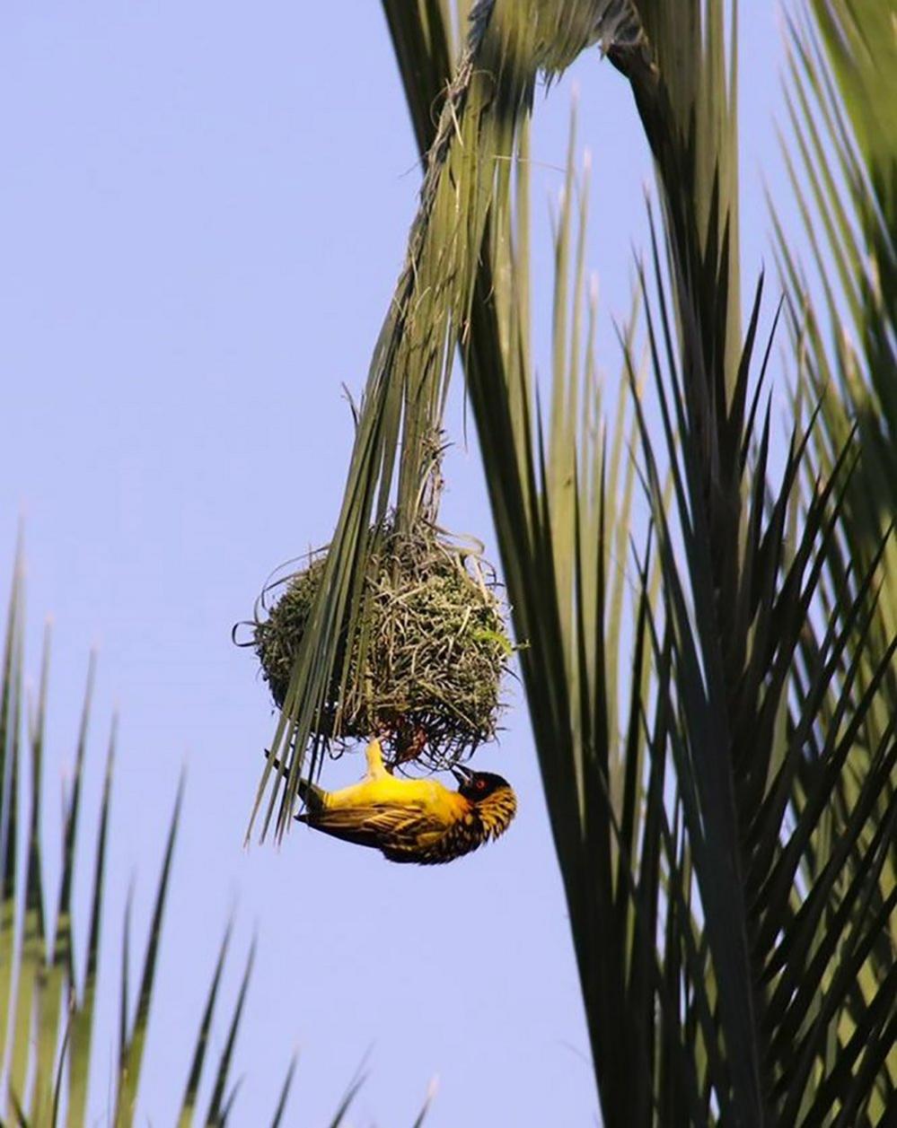 Southern masked weaver bird