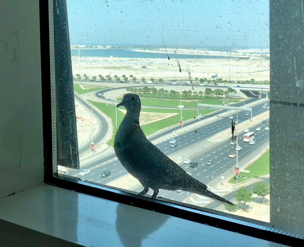 Pigeon at a window