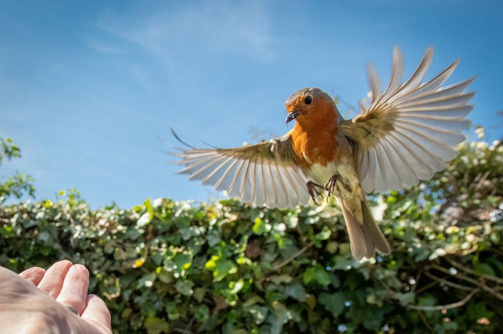 Bird landing