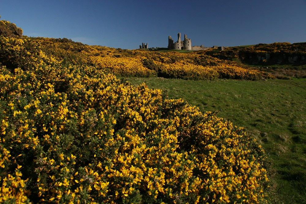 Dunstanburgh Castle in Northumberland