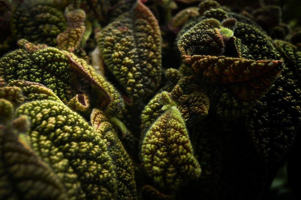 Close-up of leaves