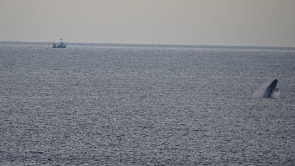 North Atlantic Right whale swimming off Donegal coast with boat in background