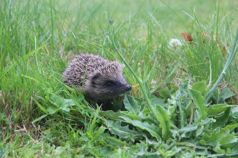 Hedgehog