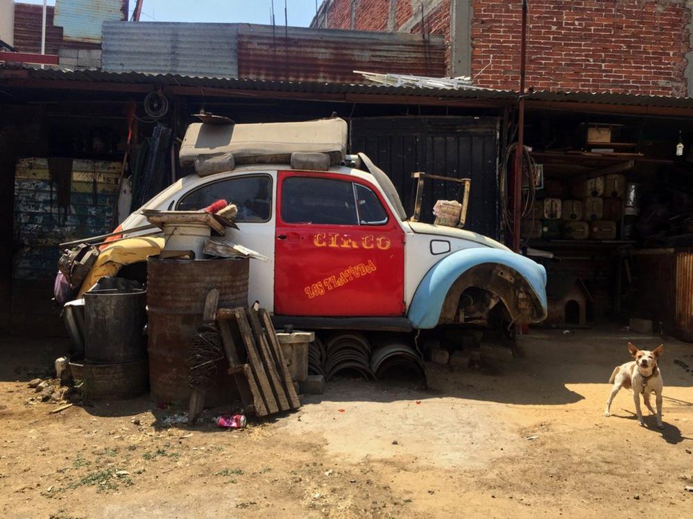 Dog standing next to Volkswagen Beetle without wheels