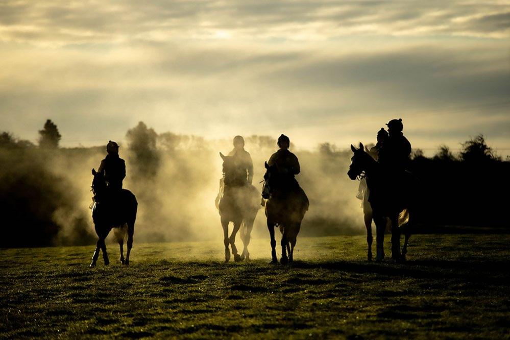 Race horses