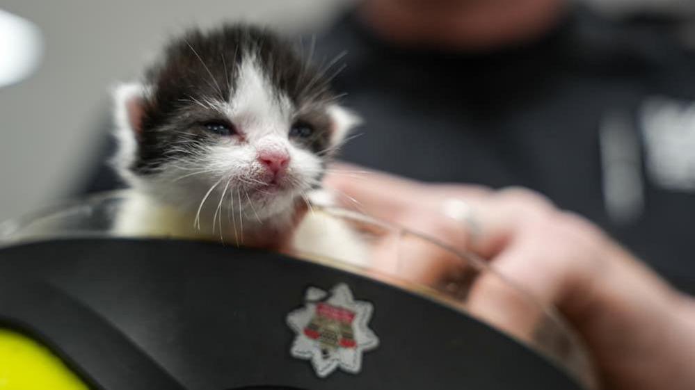 A tiny black and white kitten is sitting in a black and yellow helmet with the West Midlands Fire Service logo on it