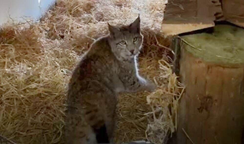 A lynx is in a den with hay. It looks back behind it towards the camera.