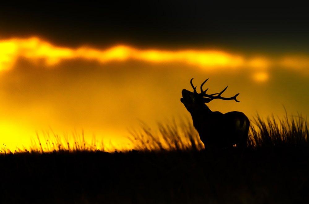 Deer on the moor