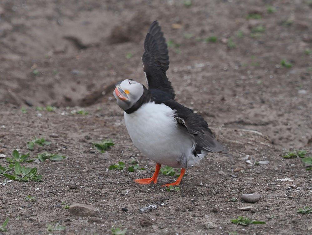 Puffin