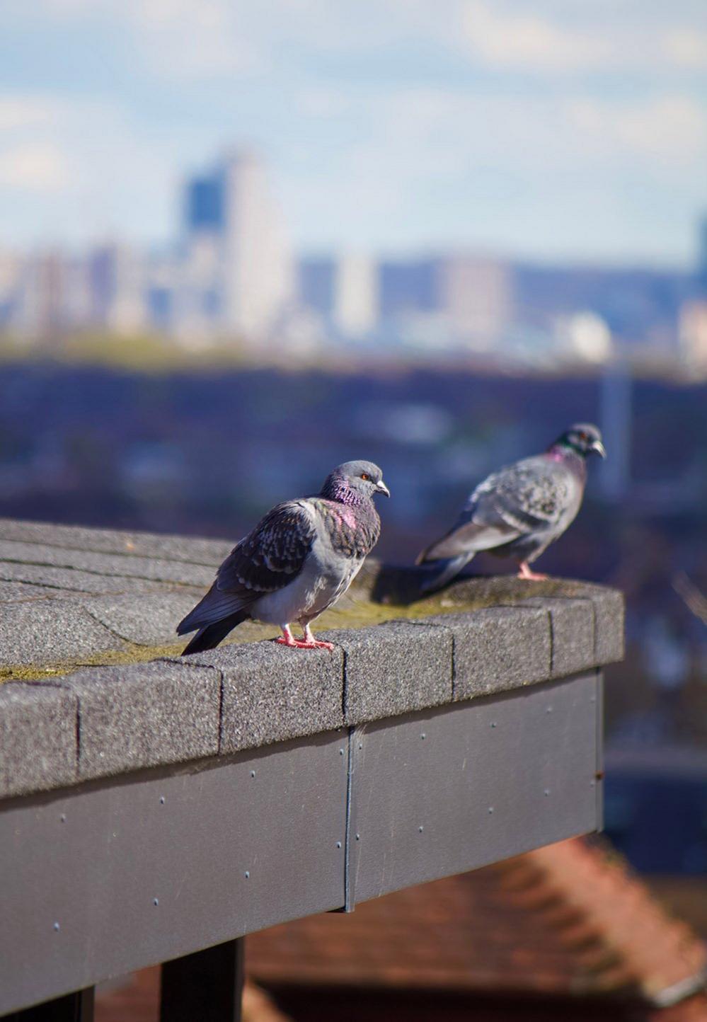 Pigeons