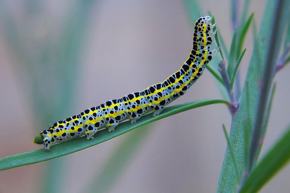 Caterpillar