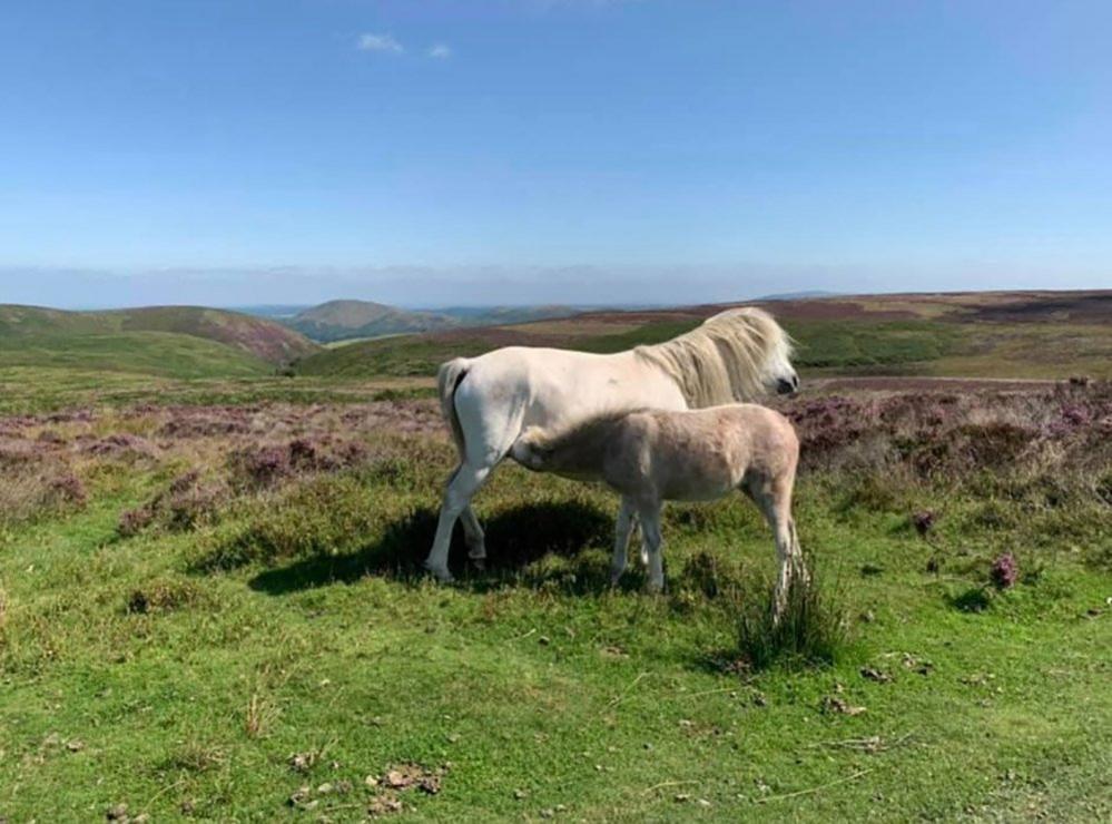 Wild ponies