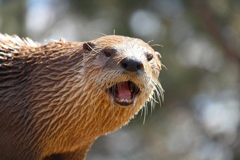 An otter