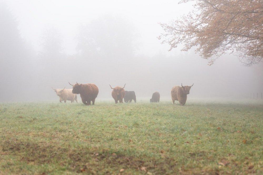 Highland cows