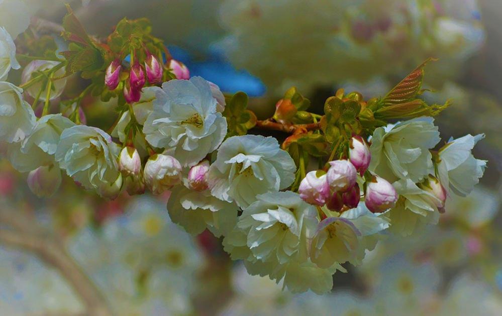 Spring blossom