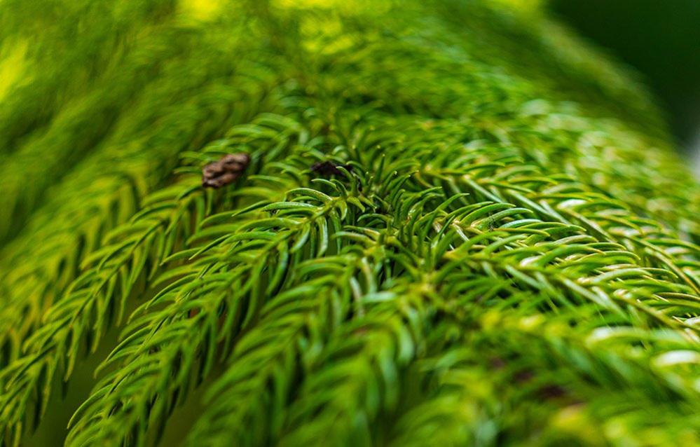 Close-up of spiky leaves