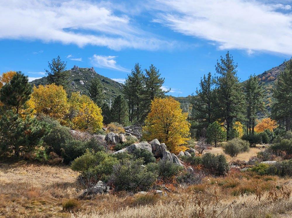 Autumn trees in Arizona