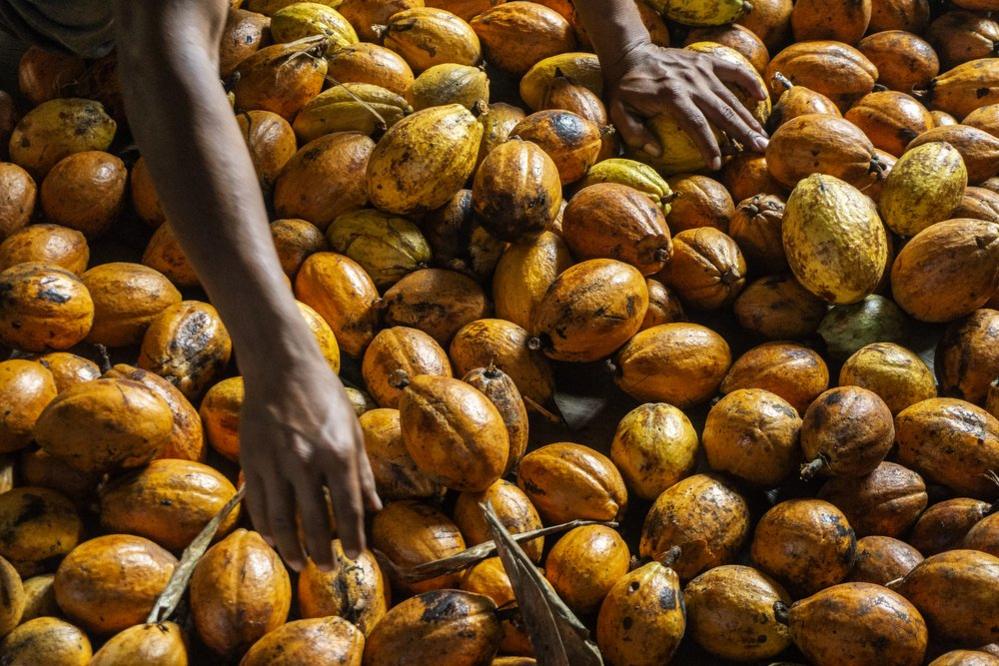 A close-up of cocoa pods