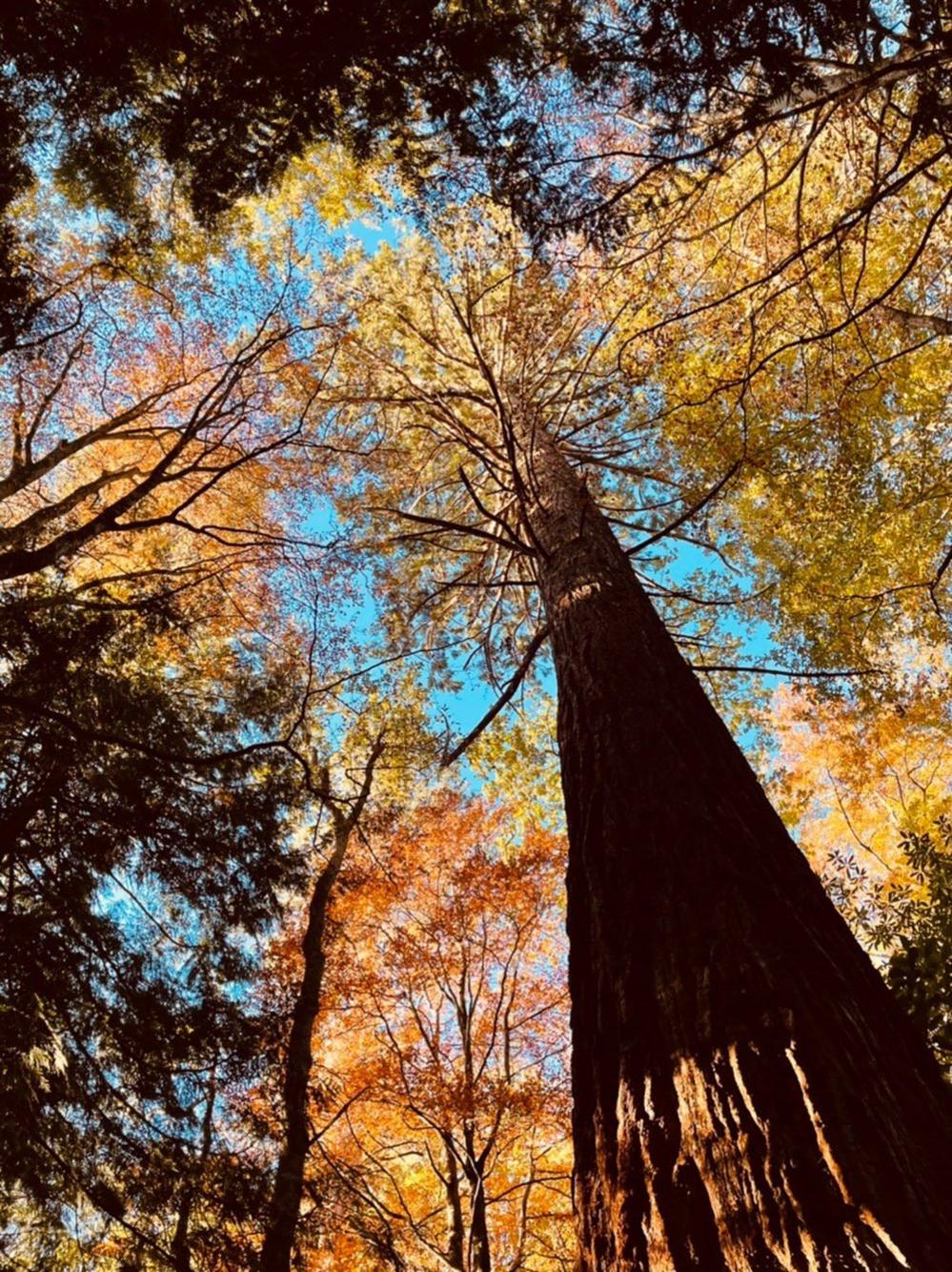 Tree canopy