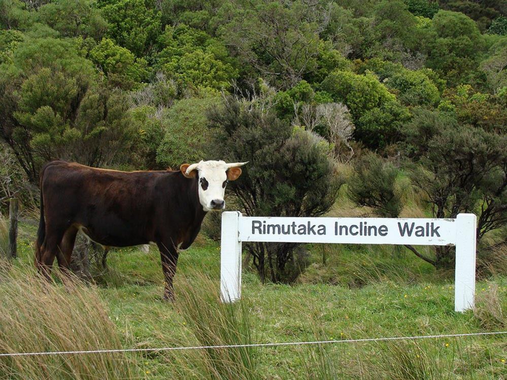 Cows at the Rimutaka incline in New Zealand