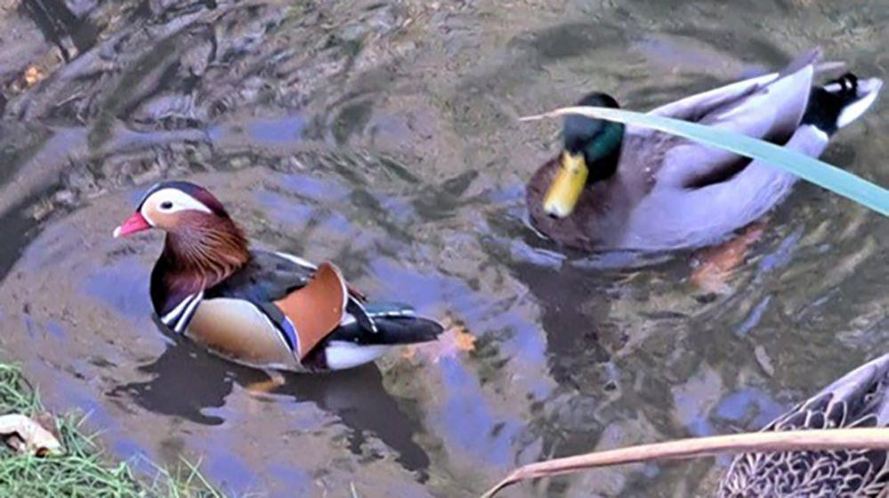 mandarin, mallard & mummy duck