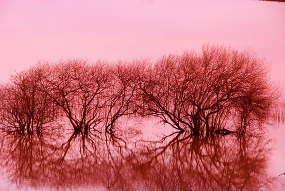 Trees in a flooded landscape