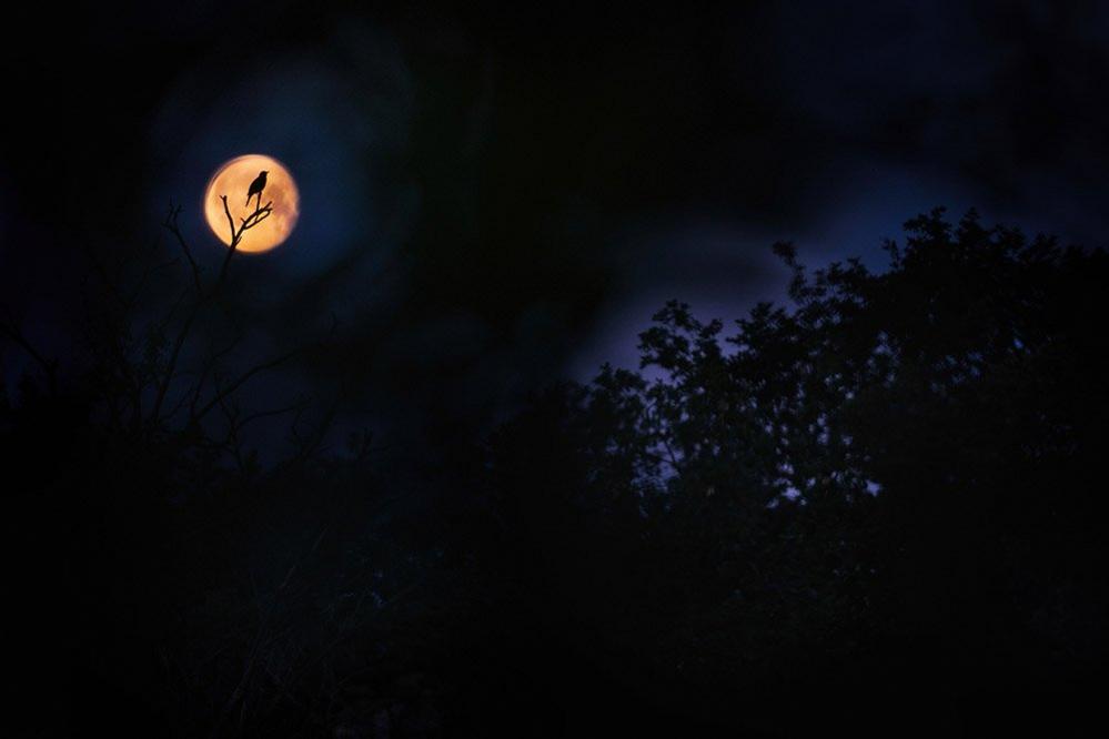 Blackbird in a tree against the Moon