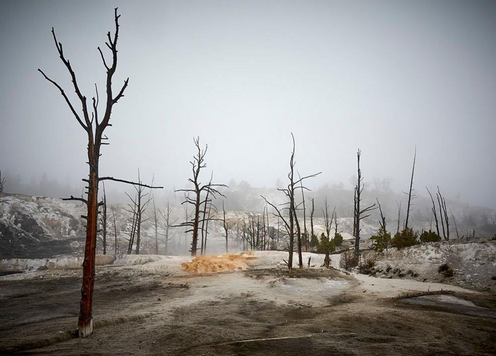 Trees in Yellowstone National Park, US