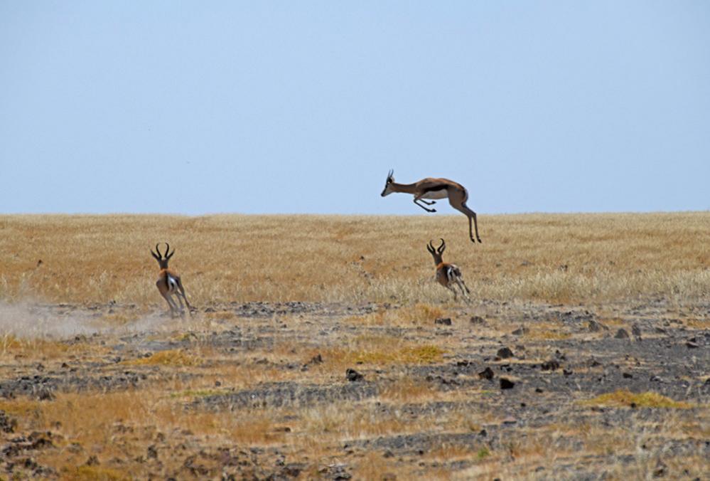 Springboks