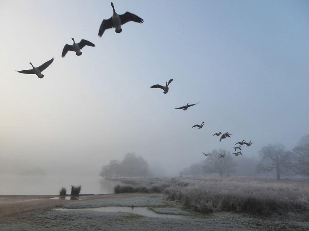 Geese in flight