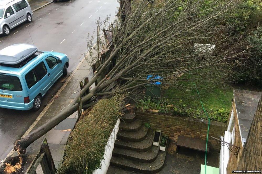 Downed tree during Storm Katie in Twickenham, London. Credit: Laurence Isherwood