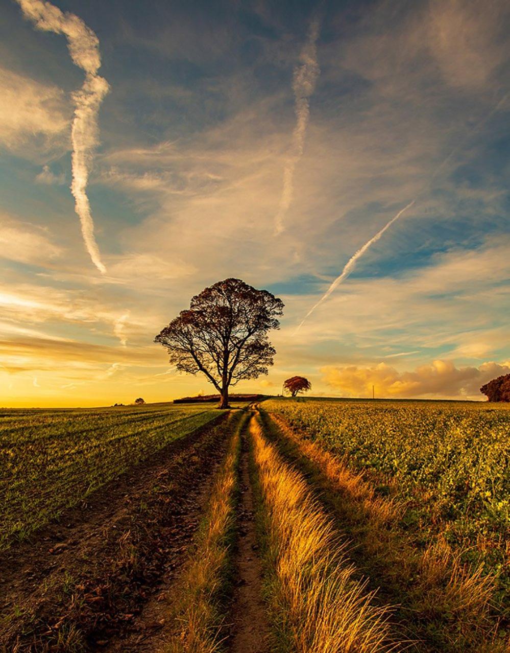 A tree in the evening light